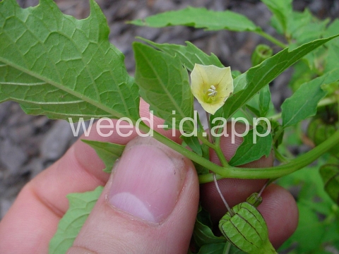 groundcherry, cutleaf